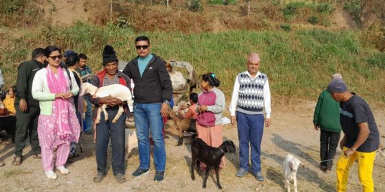 इलाम नपा–९ द्वारा विपन्न दलित परिवारलाई बाख्राका पाठी वितरणः आत्मनिर्भर बनाउने लक्ष्य