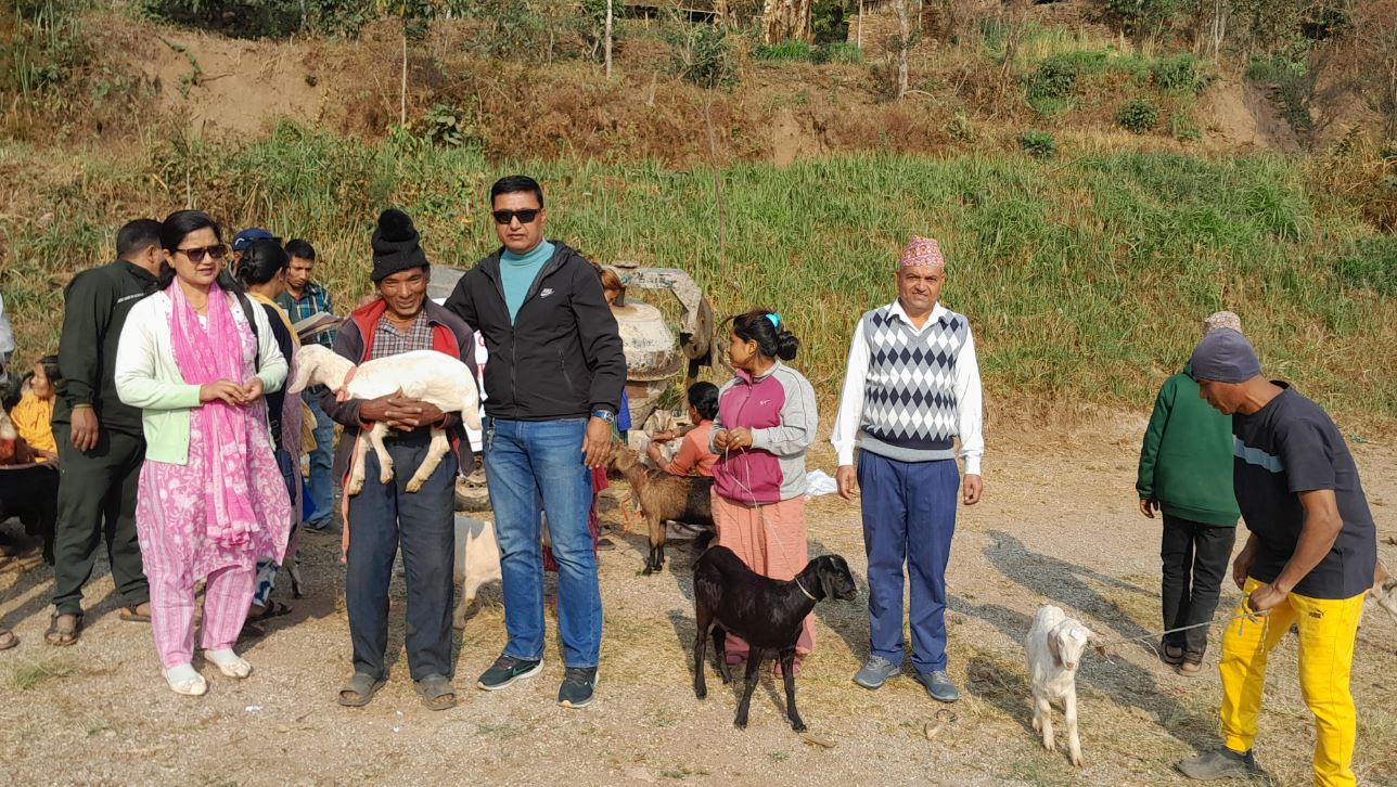 इलाम नपा–९ द्वारा विपन्न दलित परिवारलाई बाख्राका पाठी वितरणः आत्मनिर्भर बनाउने लक्ष्य