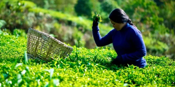 इलामका चिया बगानमा ‘फस्ट फ्लस’ टिपाई सुरु