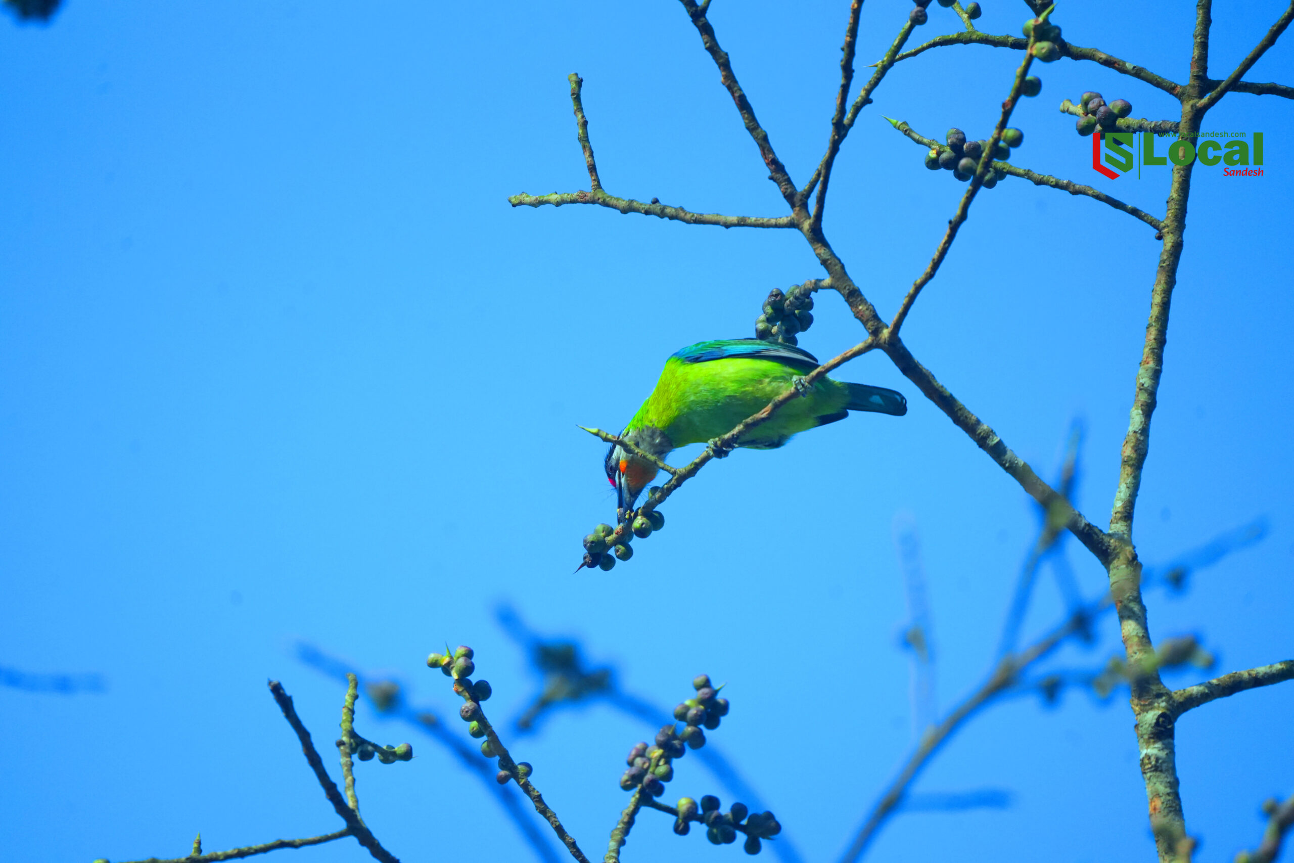 कुक्लुङ्ग चरा (तस्बिरहरु)