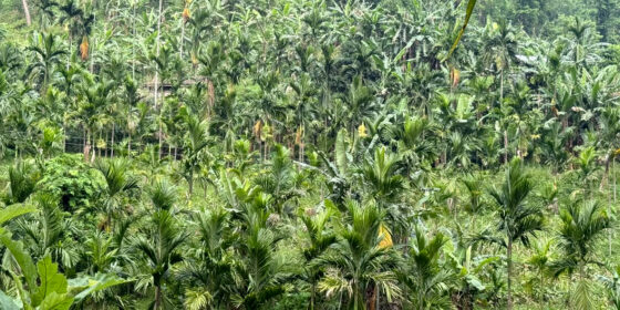 सुपारीखेतीमा इलामका किसानको लगाव