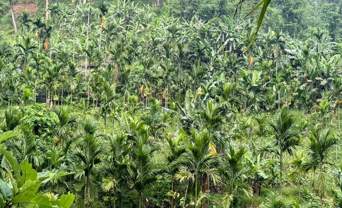 सुपारीखेतीमा इलामका किसानको लगाव