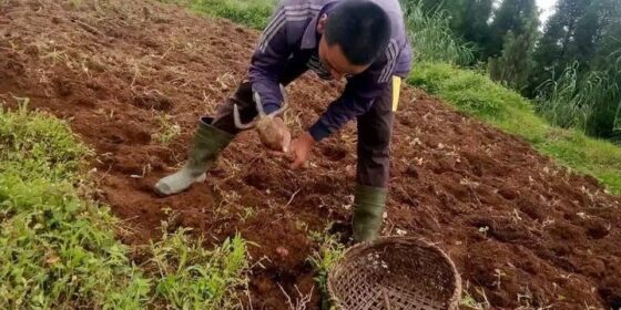 इलामको लेकाली क्षेत्रमा आलु भित्र्याउने चटारो, किसान व्यस्त