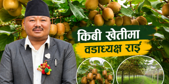 किवी खेतीमा रमाउँदै सन्दकपुर–२ का वडाध्यक्ष सनम राई