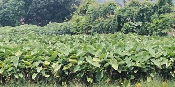 चुलाचुलीका किसानमा पिँडालु खेतीप्रति आकर्षण बढ्दै