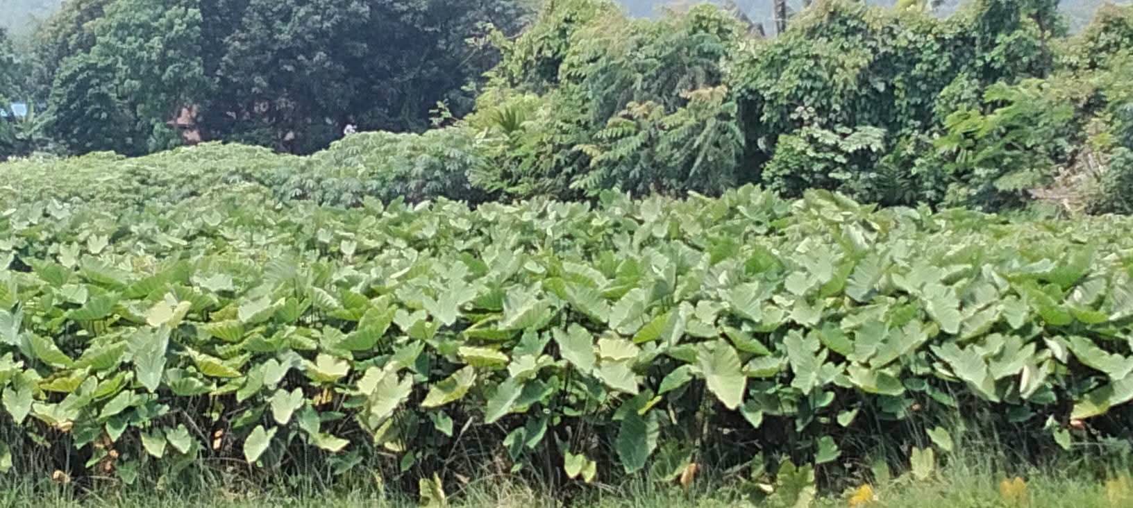 चुलाचुलीका किसानमा पिँडालु खेतीप्रति आकर्षण बढ्दै