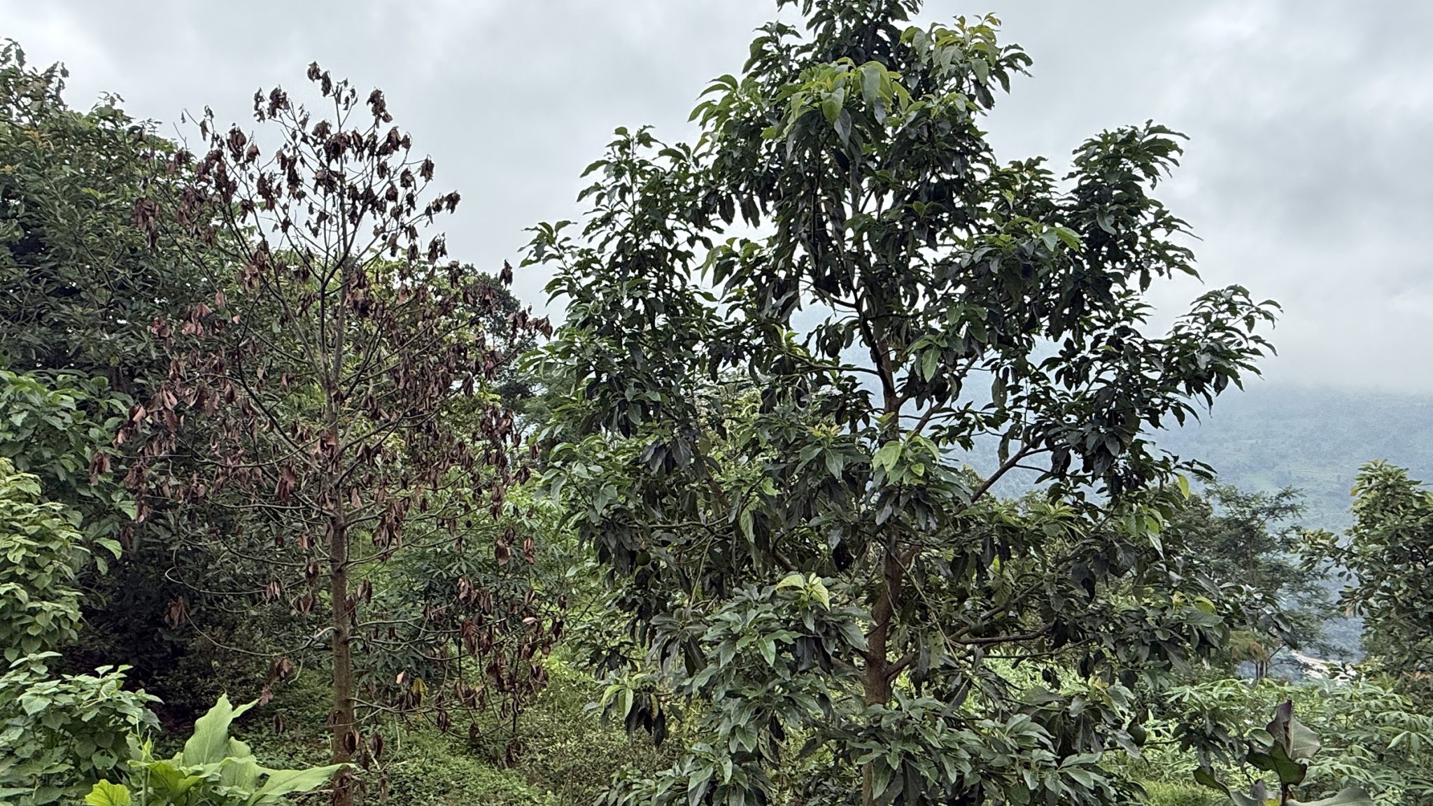 उत्पादन दिने याममा एभोकाडोका बोट मर्न थालेपछि किसान चिन्तित